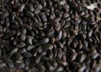 Basil Seeds India